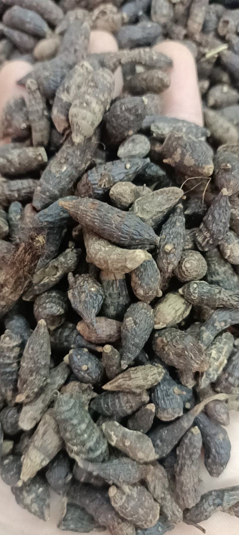 香附各种规格主营各种中药材名贵药材冷背药材需要的老板欢迎选购