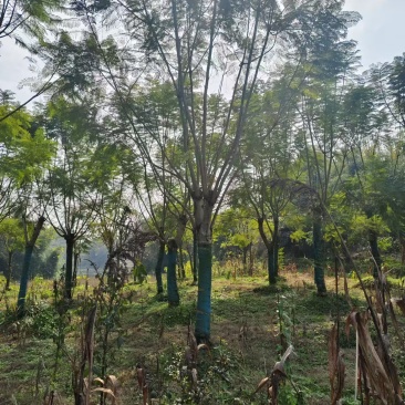 不种了，处理300棵15-20公分蓝花楹