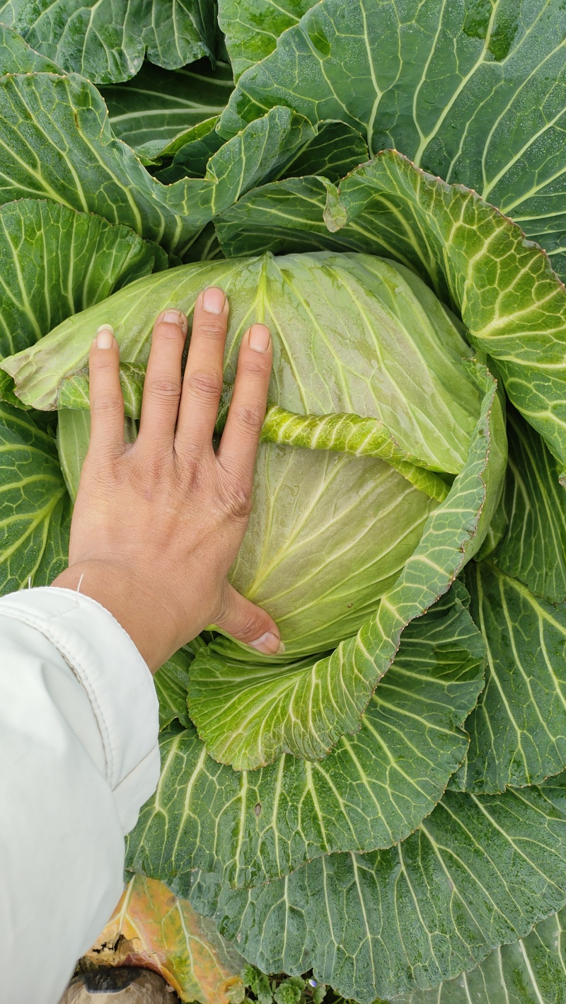 翠包菜