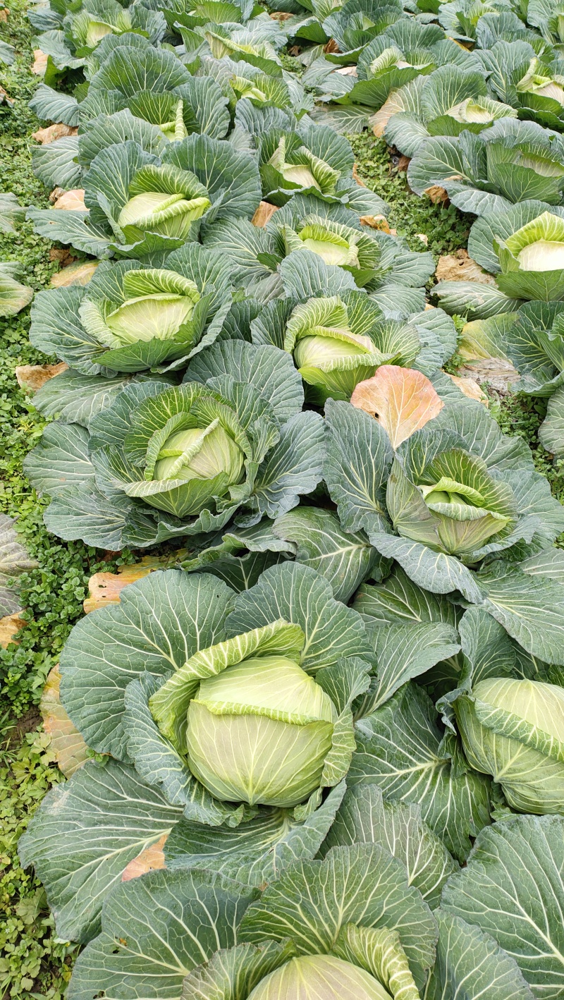 翠包菜