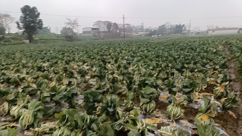 有机花菜