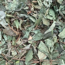 矮地茶【包邮】三斤起发货可批量可零售量大从优