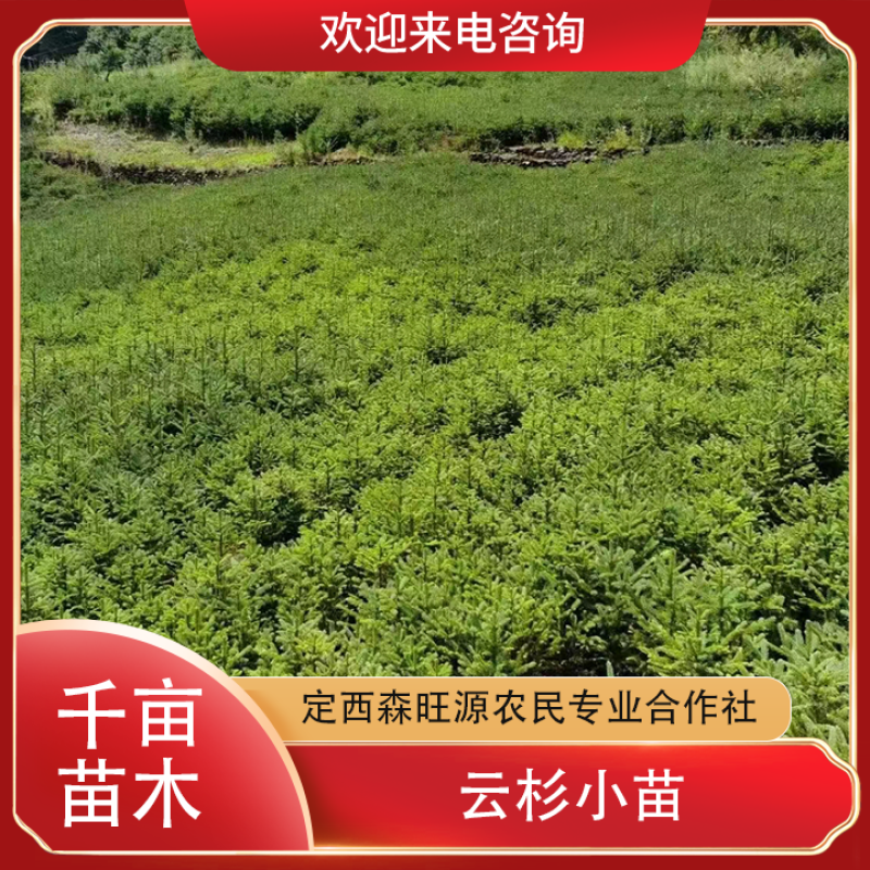 甘肃云杉小苗30公分40公分50公分以上大量