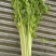 山东聊城优质香芹芹菜暖棚香芹产地直供商超市场对接
