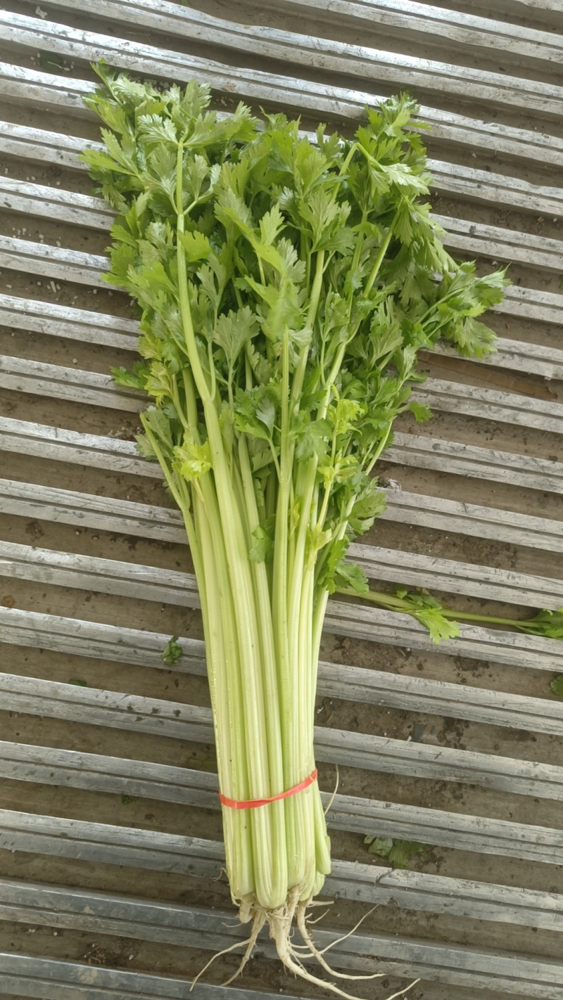 山东聊城优质香芹芹菜暖棚香芹产地直供商超市场对接
