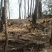 跑山纯粮土鸡三黄鸡农家养殖量大价优保质保量