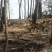 跑山纯粮土鸡三黄鸡农家养殖量大价优保质保量