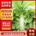 甄选安徽宿州尖叶莴笋自己种植品质保障诚信经营