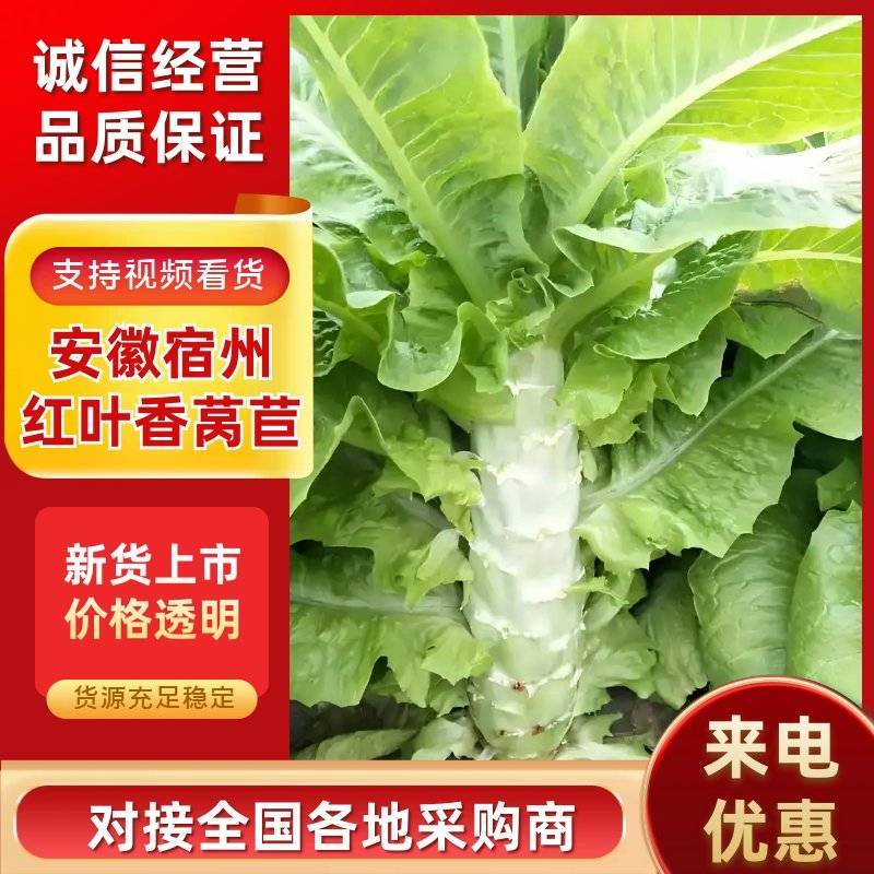甄选安徽宿州尖叶莴笋自己种植品质保障诚信经营