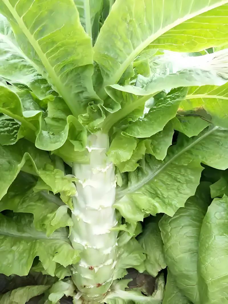 甄选安徽宿州尖叶莴笋自己种植品质保障诚信经营