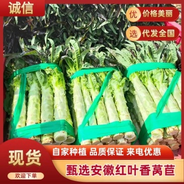 精选安徽宿州红叶香莴苣莴笋自己种植品质您放心诚信经营