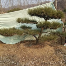 退林还耕，图斑限期退林骨折价出售小造型松100棵