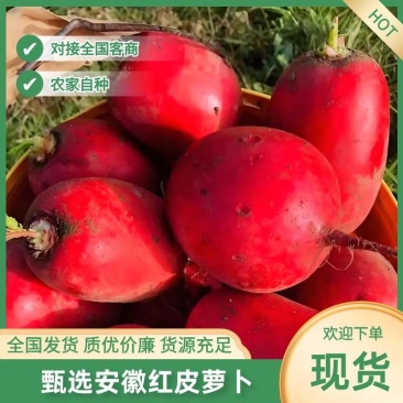 甄选安徽宿州红皮萝卜红萝卜自己种植品质好致电优惠
