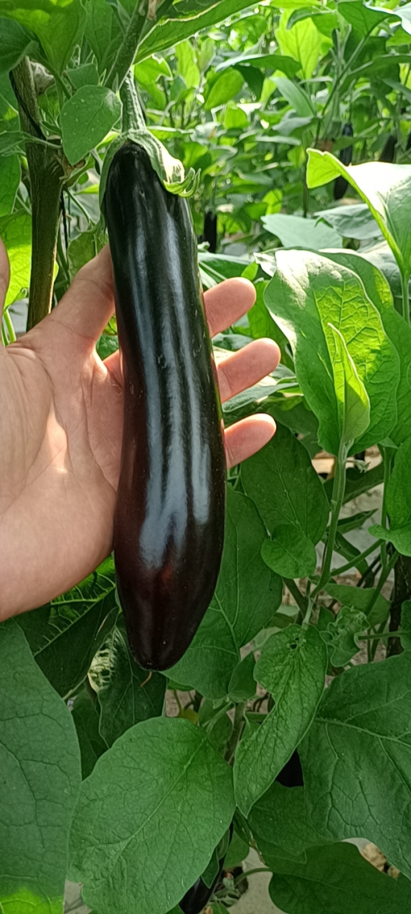 黑茄子