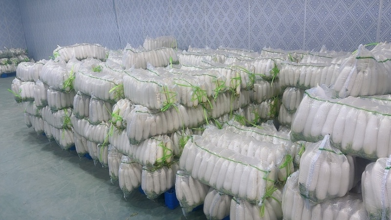 萝卜白萝卜高山种植产地一手新鲜可见