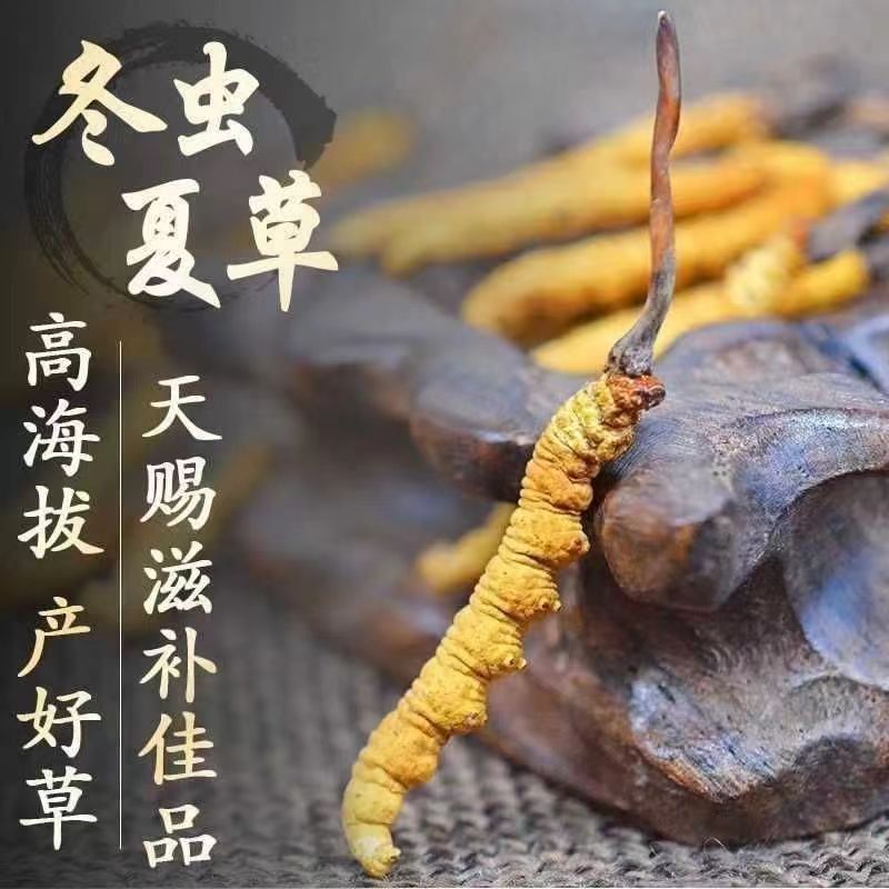 冬虫夏草西藏那曲干虫草迎新春促销虫草精品大量供应虫草礼盒礼品