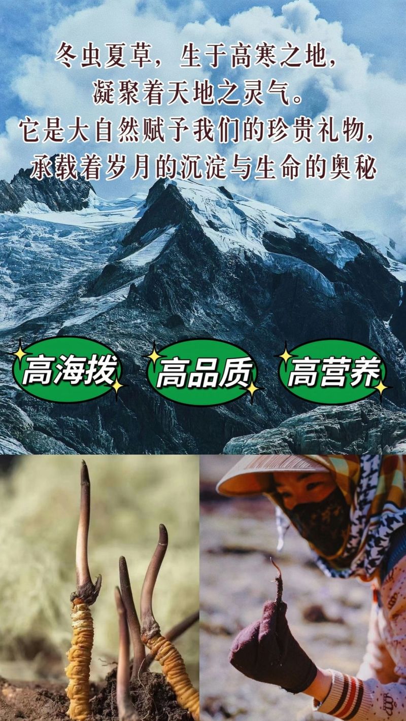 冬虫夏草西藏那曲干虫草迎新春促销虫草精品大量供应虫草礼盒礼品