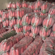 萝卜红皮萝卜一手货源市场泡菜保质保量