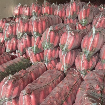 萝卜红皮萝卜一手货源市场泡菜保质保量