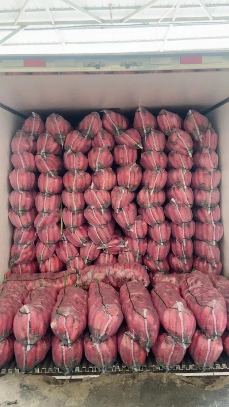 萝卜红皮萝卜一手货源市场泡菜保质保量