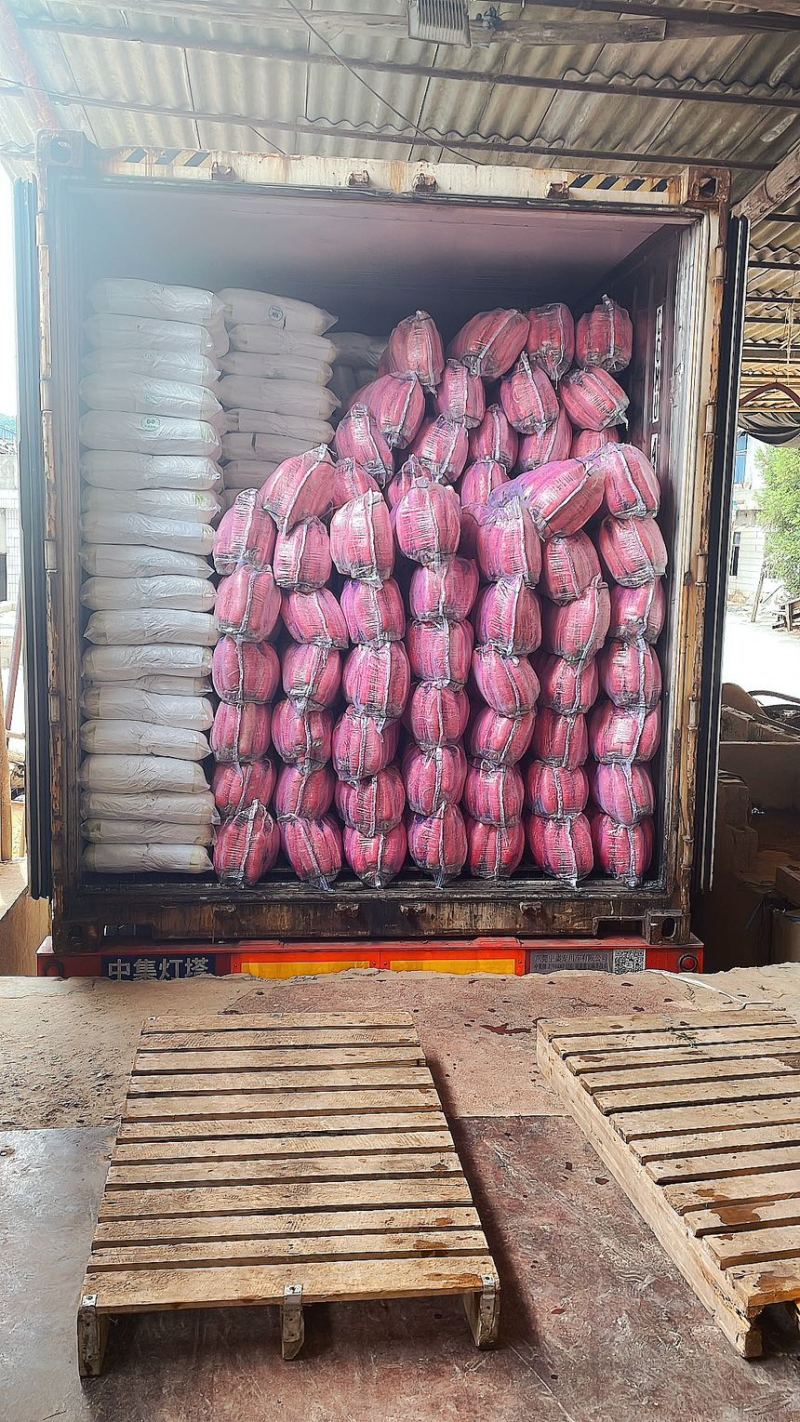 萝卜红皮萝卜一手货源市场泡菜保质保量