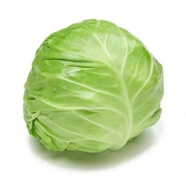 甘蓝包菜圆包菜产地一手保质保量