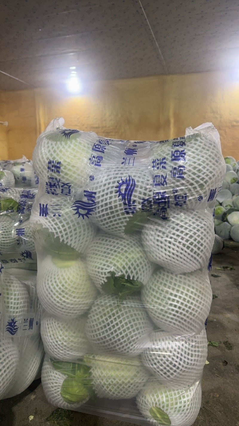 甘蓝包菜圆包菜产地一手保质保量