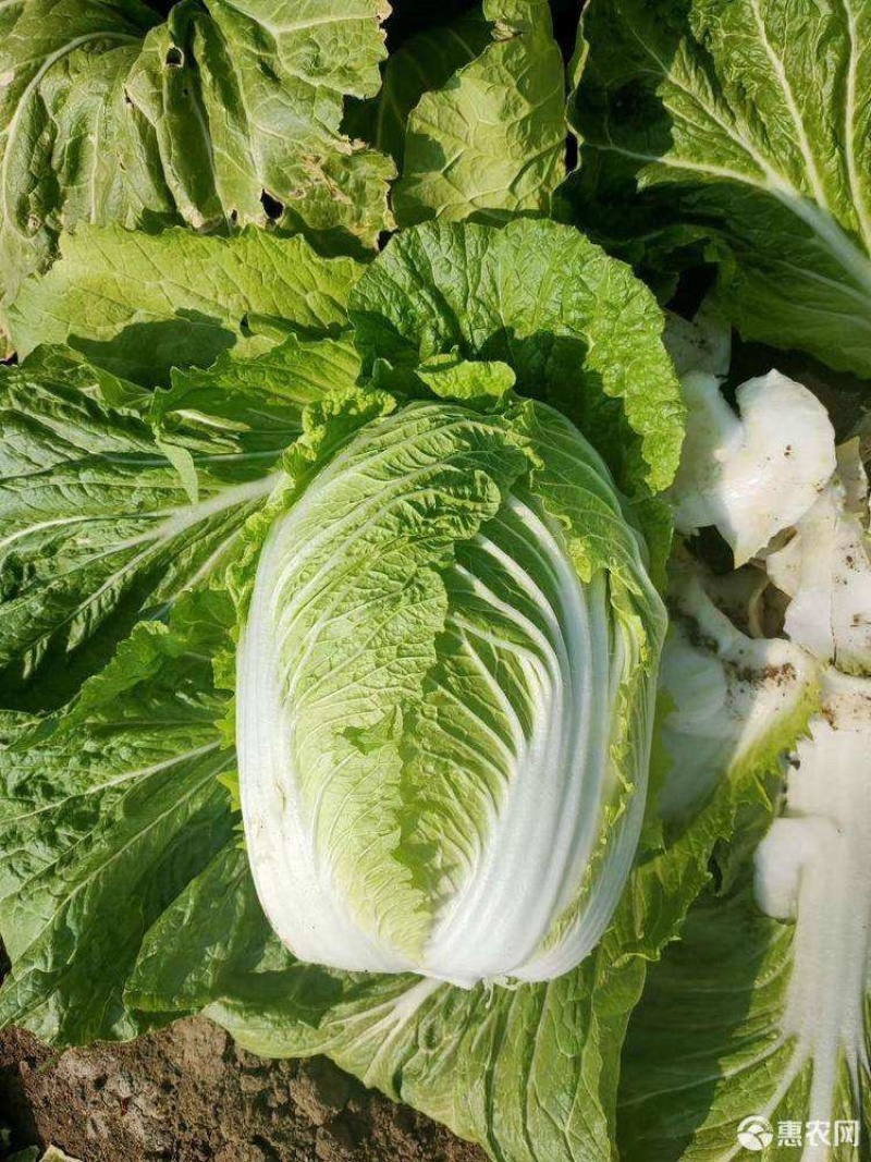 白菜黄心白菜产地一手保质保量自己种植