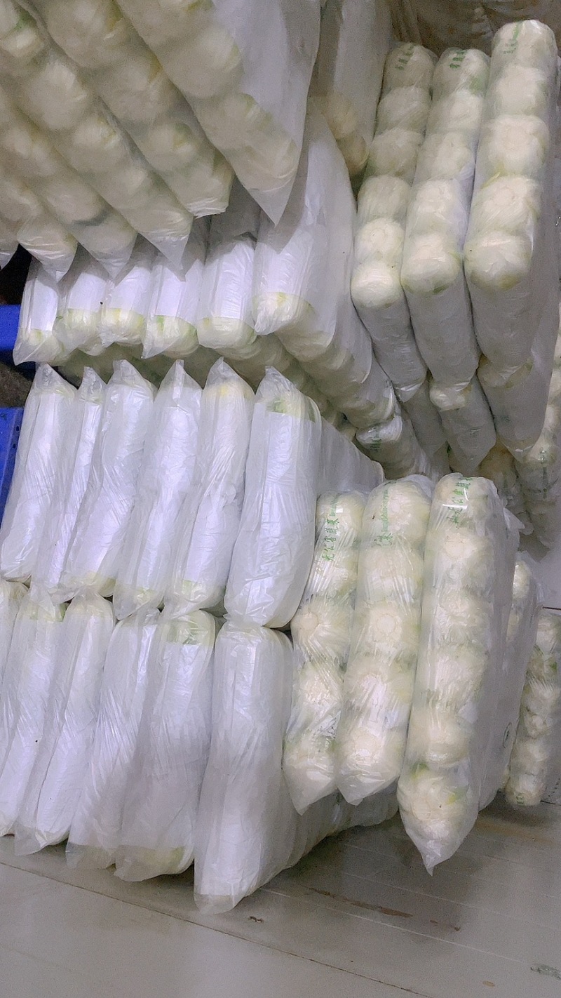 白菜黄心白菜产地一手保质保量自己种植