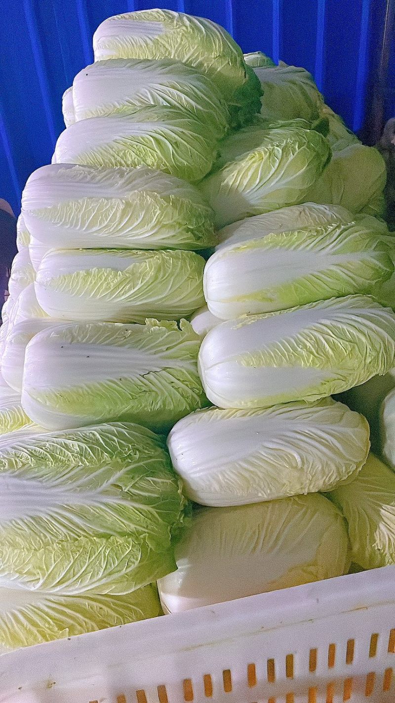白菜黄心白菜产地一手保质保量自己种植