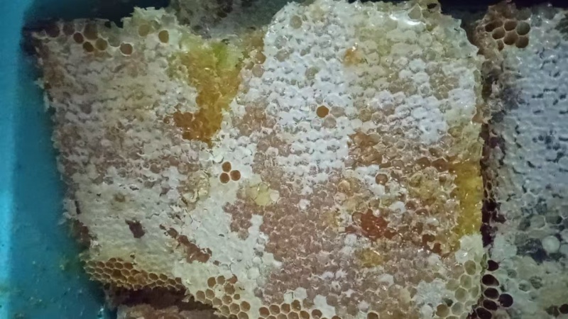 土蜂蜜质量保证一手货源需要的老板请联系