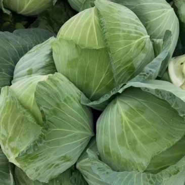 包菜扁包菜金丰奥奇娜产地一手保质保量