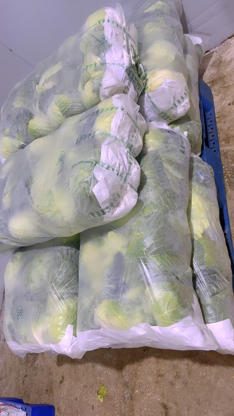 包菜扁包菜金丰奥奇娜产地一手保质保量