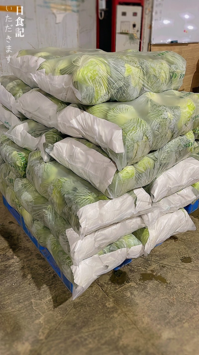 包菜扁包菜金丰奥奇娜产地一手保质保量