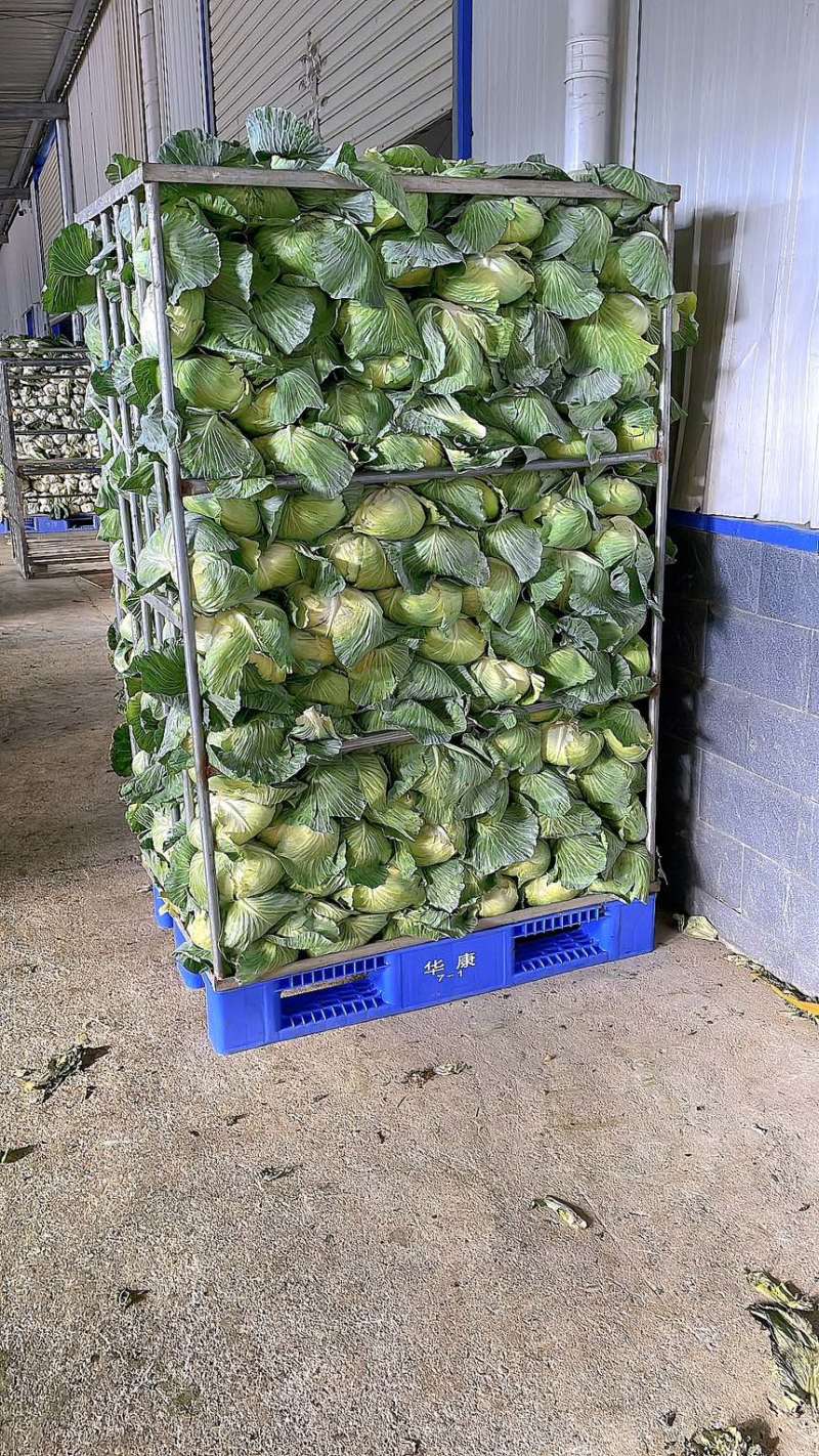 包菜扁包菜金丰奥奇娜产地一手保质保量