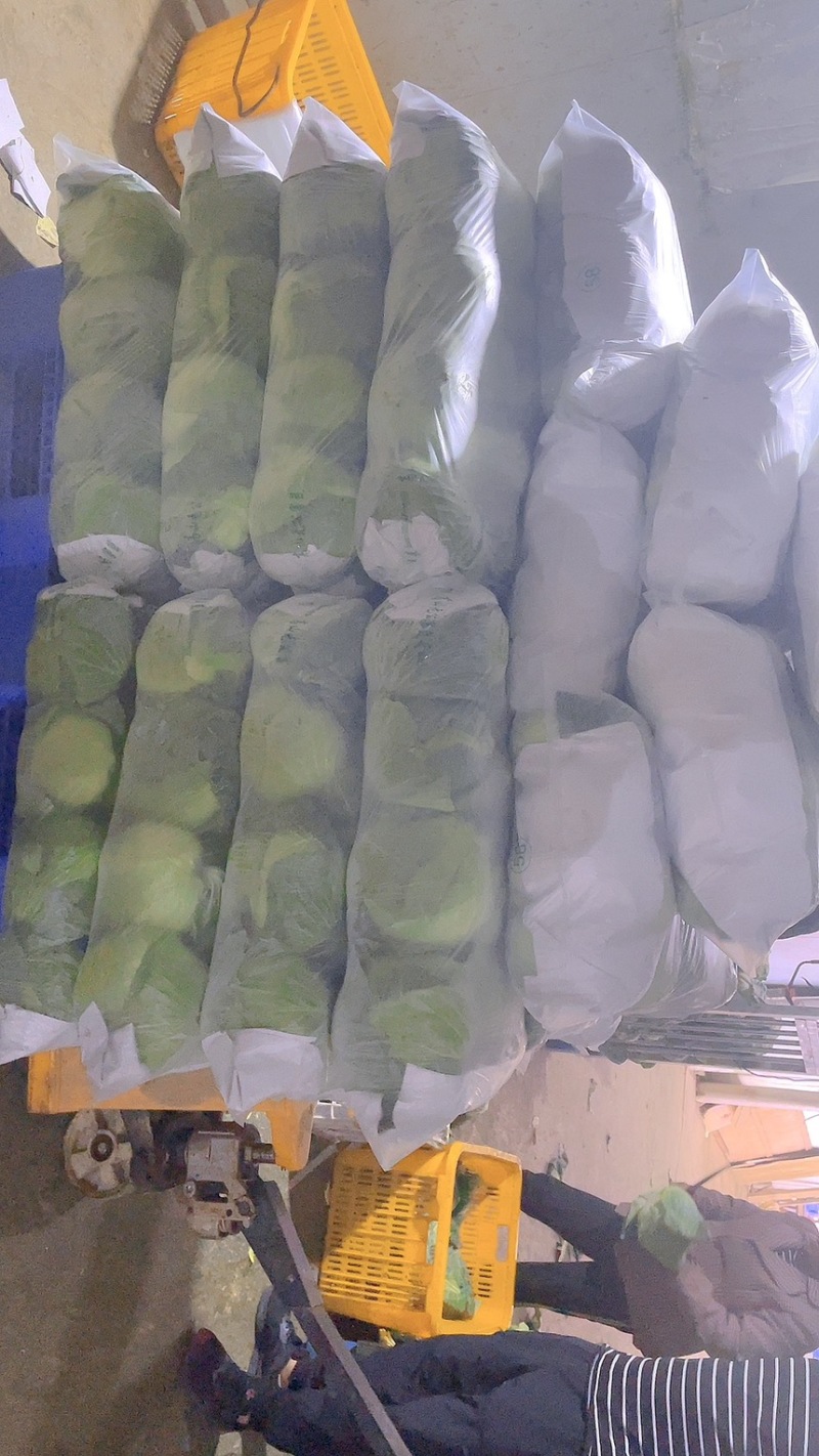 包菜扁包菜金丰奥奇娜产地一手保质保量