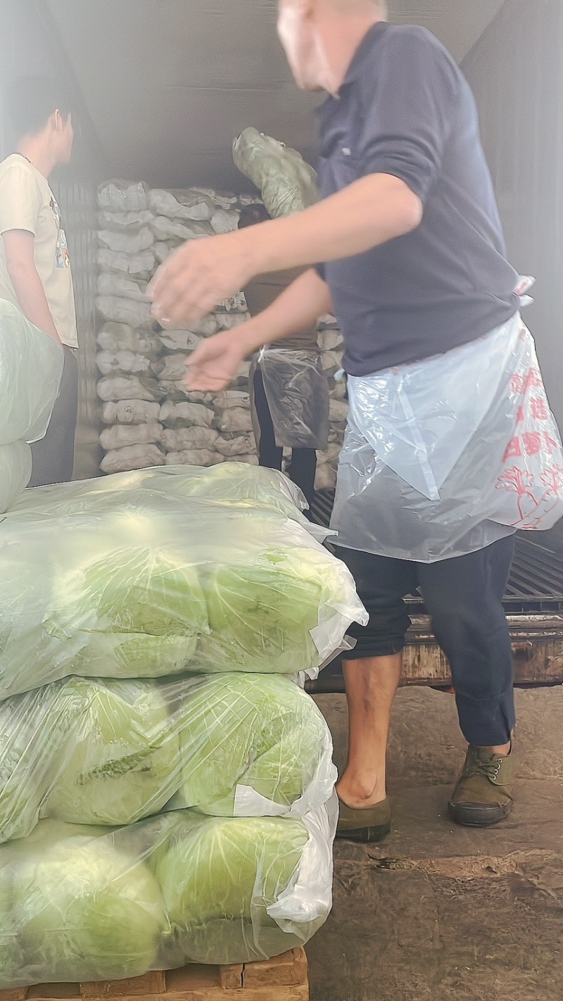 包菜扁包菜金丰奥奇娜产地一手保质保量