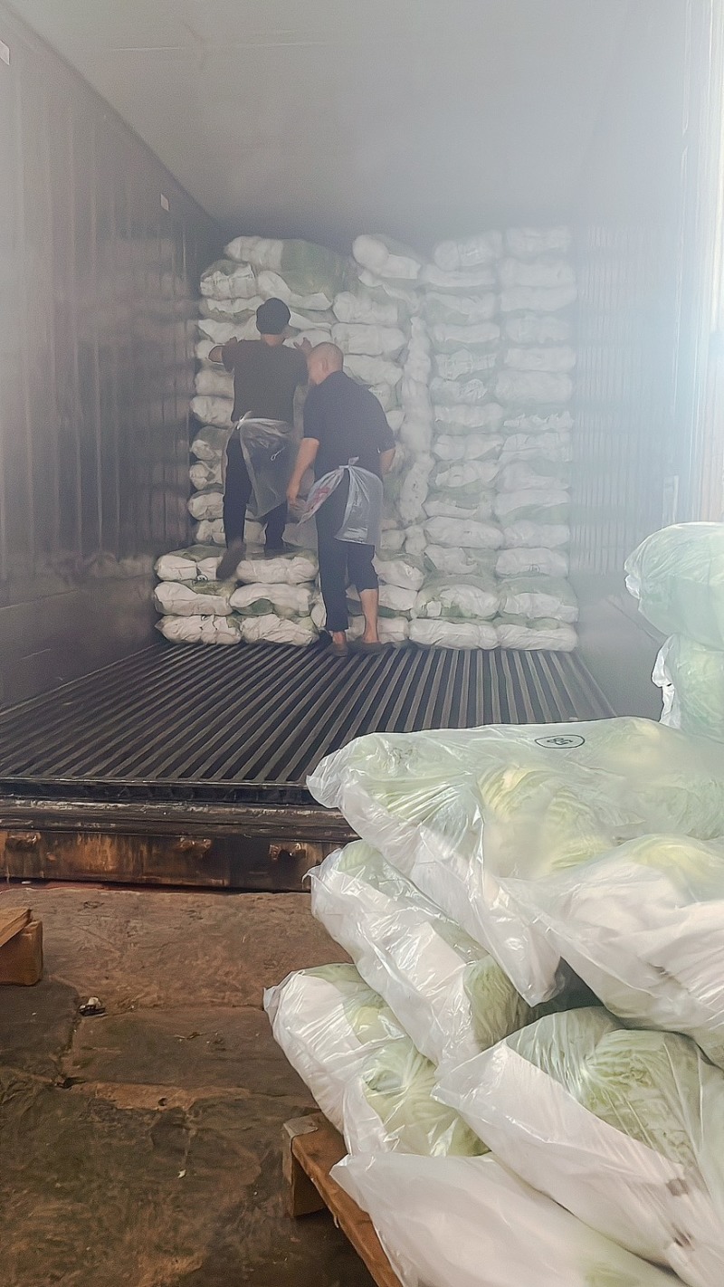 包菜扁包菜金丰奥奇娜产地一手保质保量