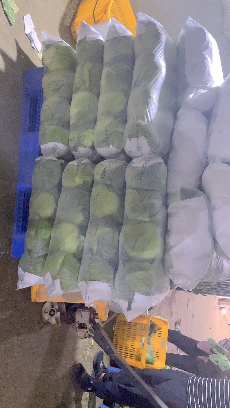 包菜扁包菜金丰奥奇娜产地一手保质保量