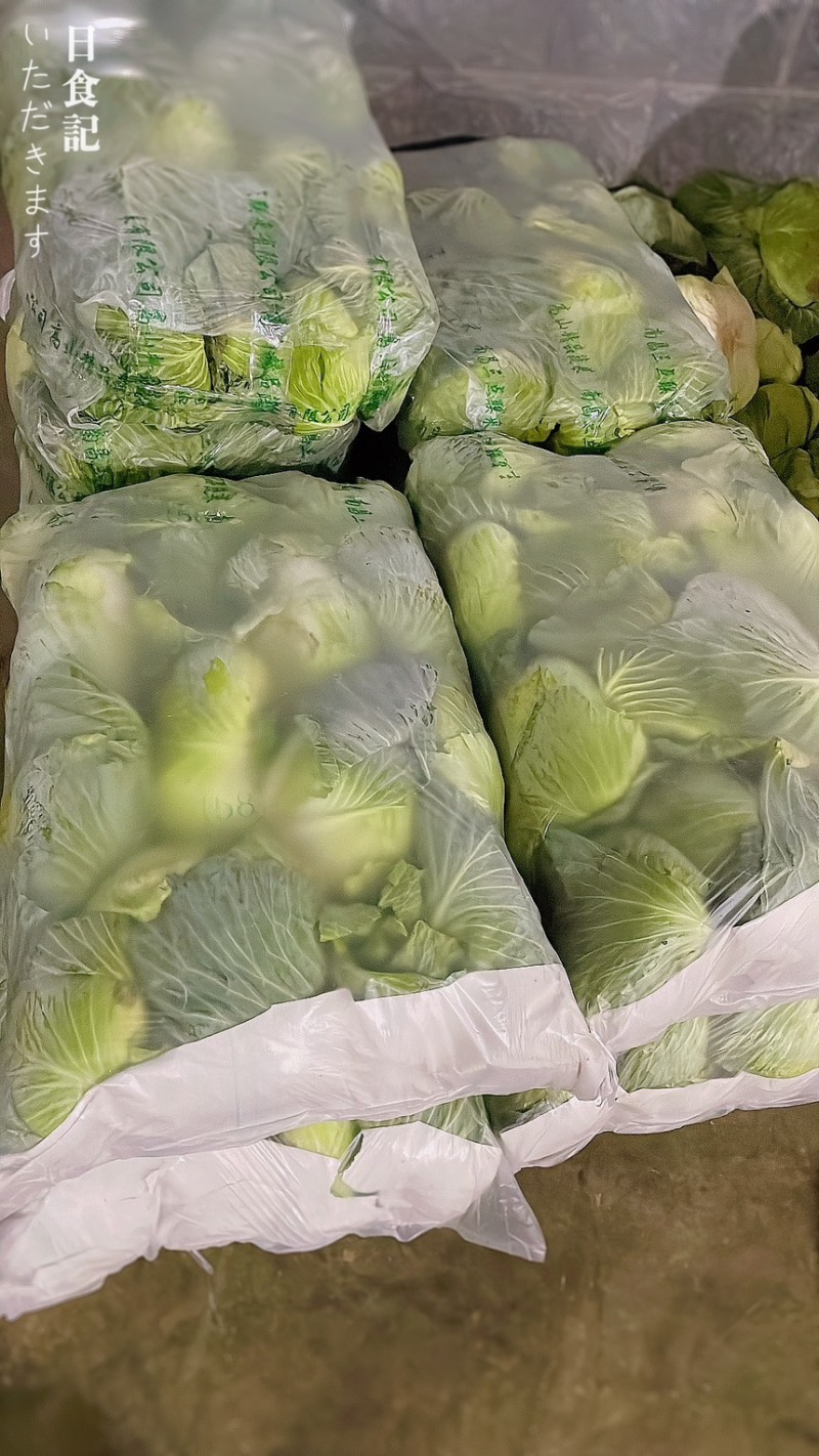 包菜扁包菜金丰奥奇娜产地一手保质保量