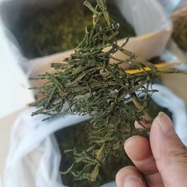 螃蟹脚中药材古树螃蟹脚螃蟹脚茶新货纯干产品