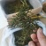 螃蟹脚中药材古树螃蟹脚螃蟹脚茶新货纯干产品