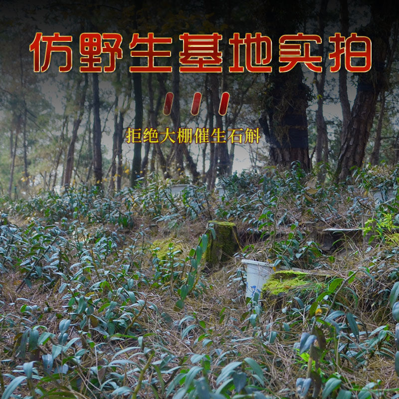 霍山铁皮石斛枫斗正宗仿野外生长颗粒可磨纯粉一批发斤500