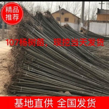 107速生杨，无絮杨，扦插段，基地直供。