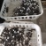 基地直供，货品保证，鲜甜可口，鲜品现货现发