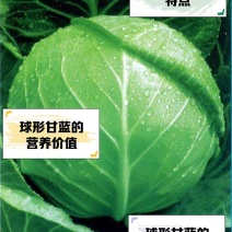 江西省抚州市广昌县甘蓝圆包