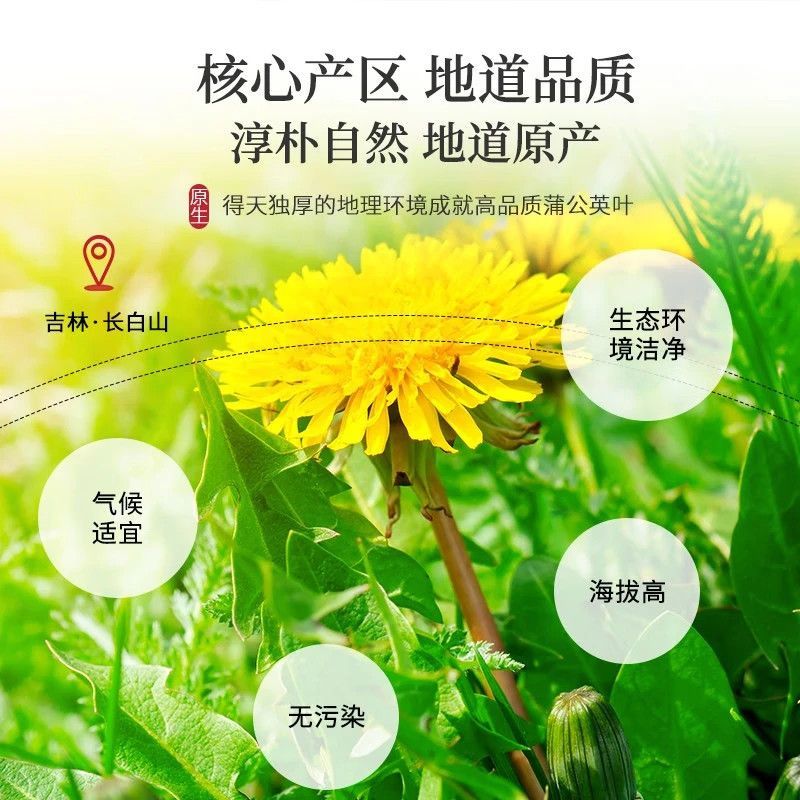 蒲公英茶长白山蒲公英茶独立小包装泡水喝花价格便宜包邮