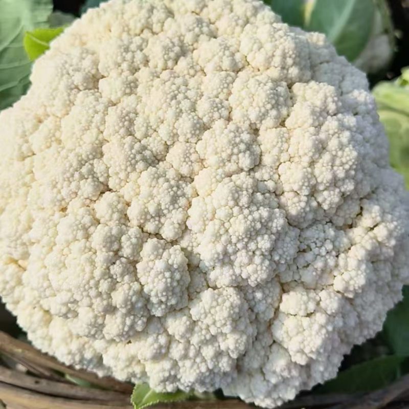 花菜松花菜石花菜产地一手保质保量