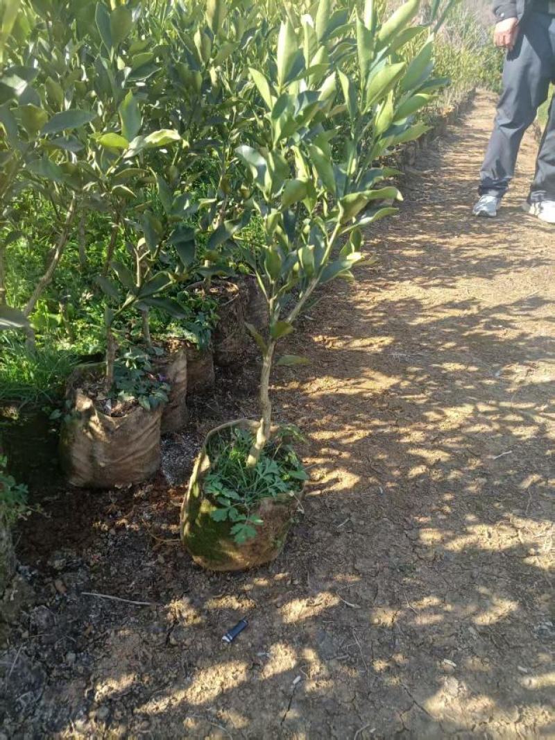 脆蜜金桔苗大量供应，规格齐全，广西产地直发脆柑杯苗地苗。