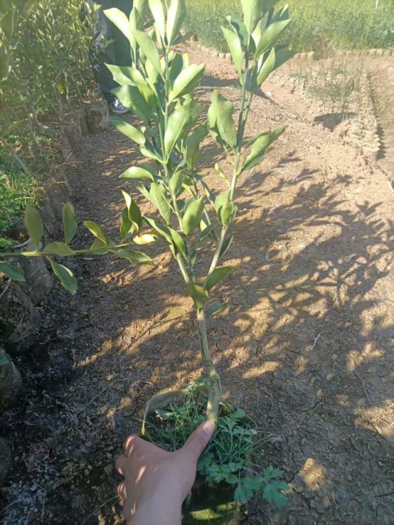 脆蜜金桔苗大量供应，规格齐全，广西产地直发脆柑杯苗地苗。